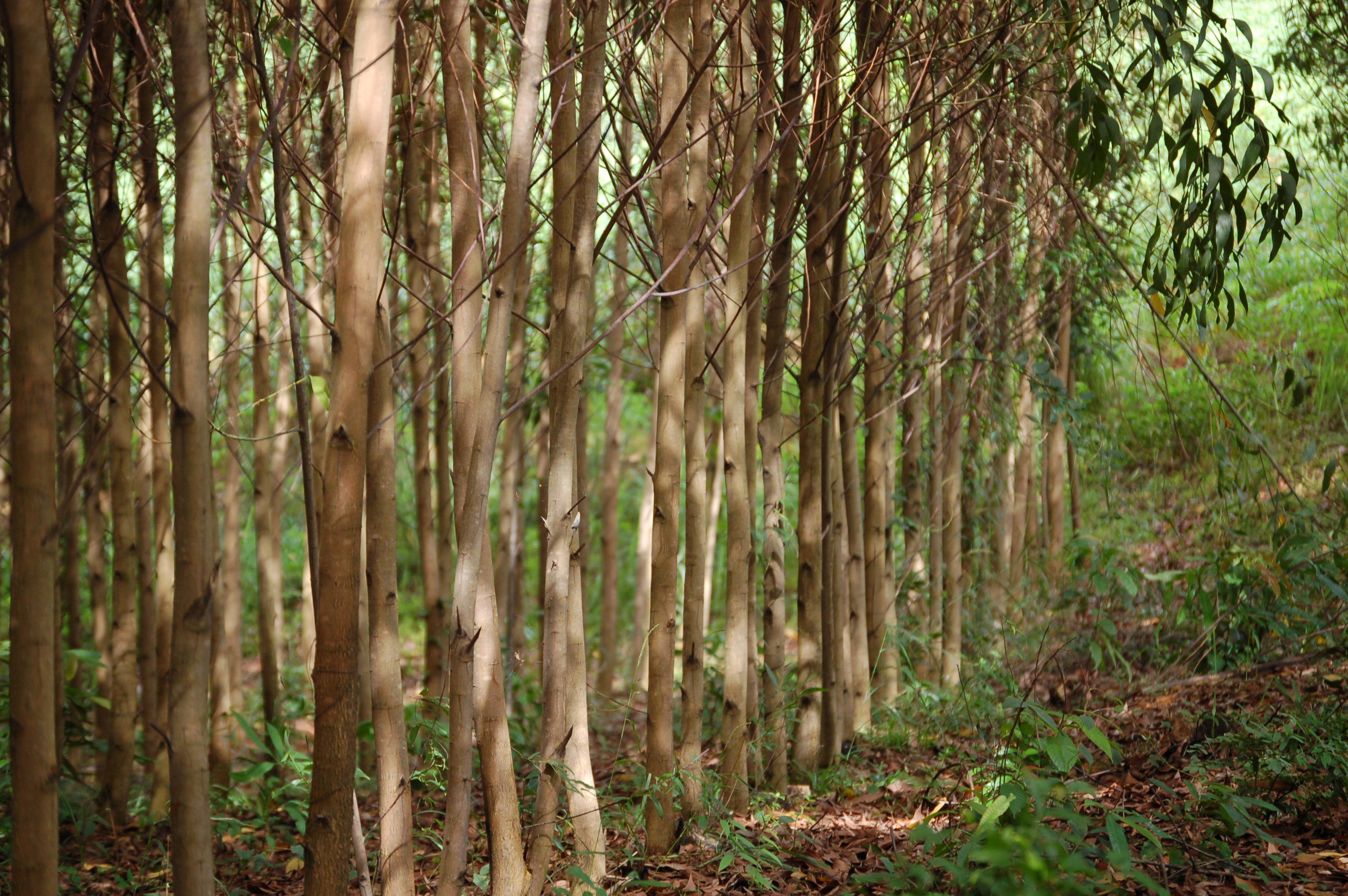 Mini Dialogue on Pro-Poor Commercial Forestry in Indonesia