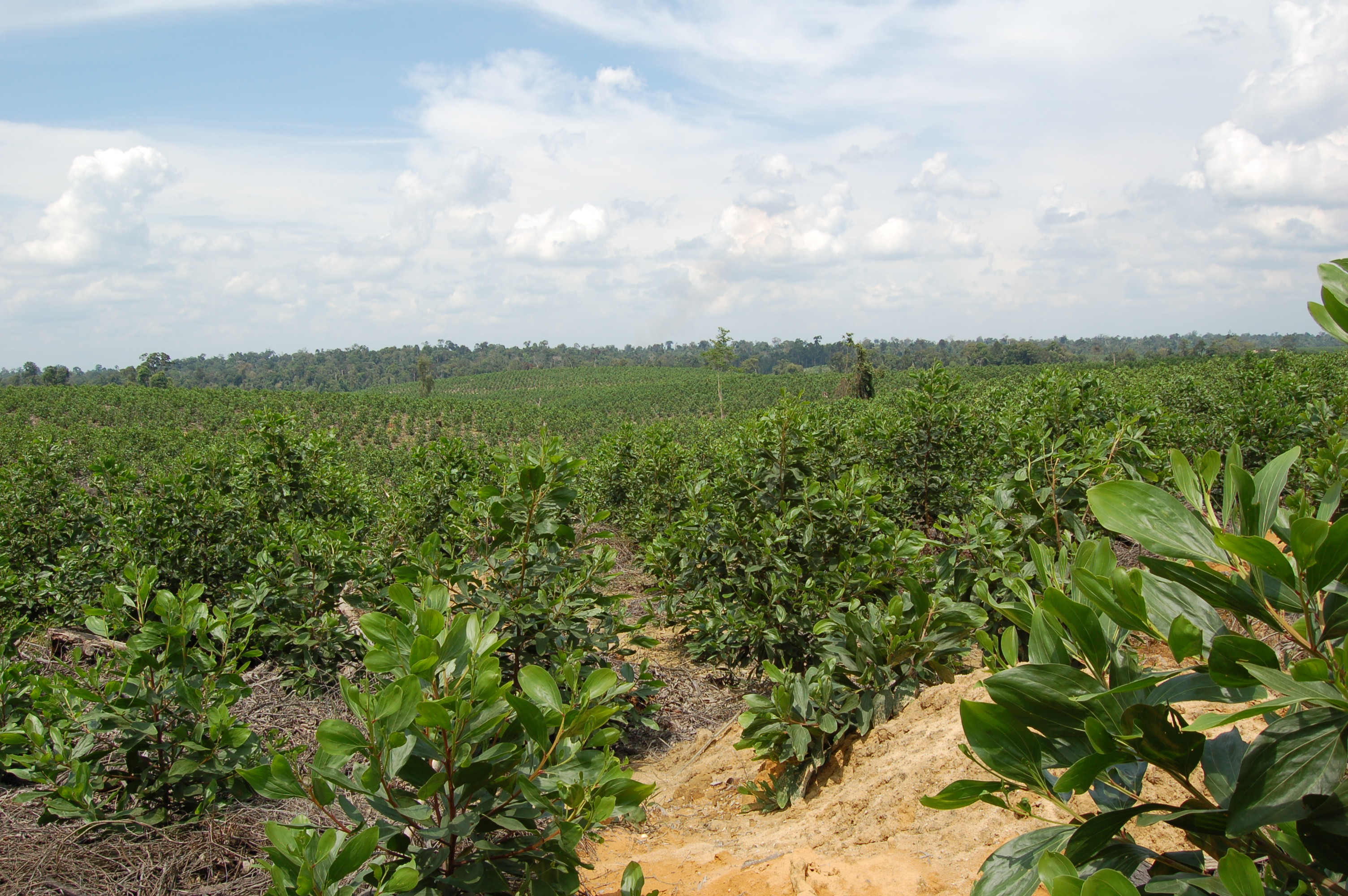 Indonesia plantation