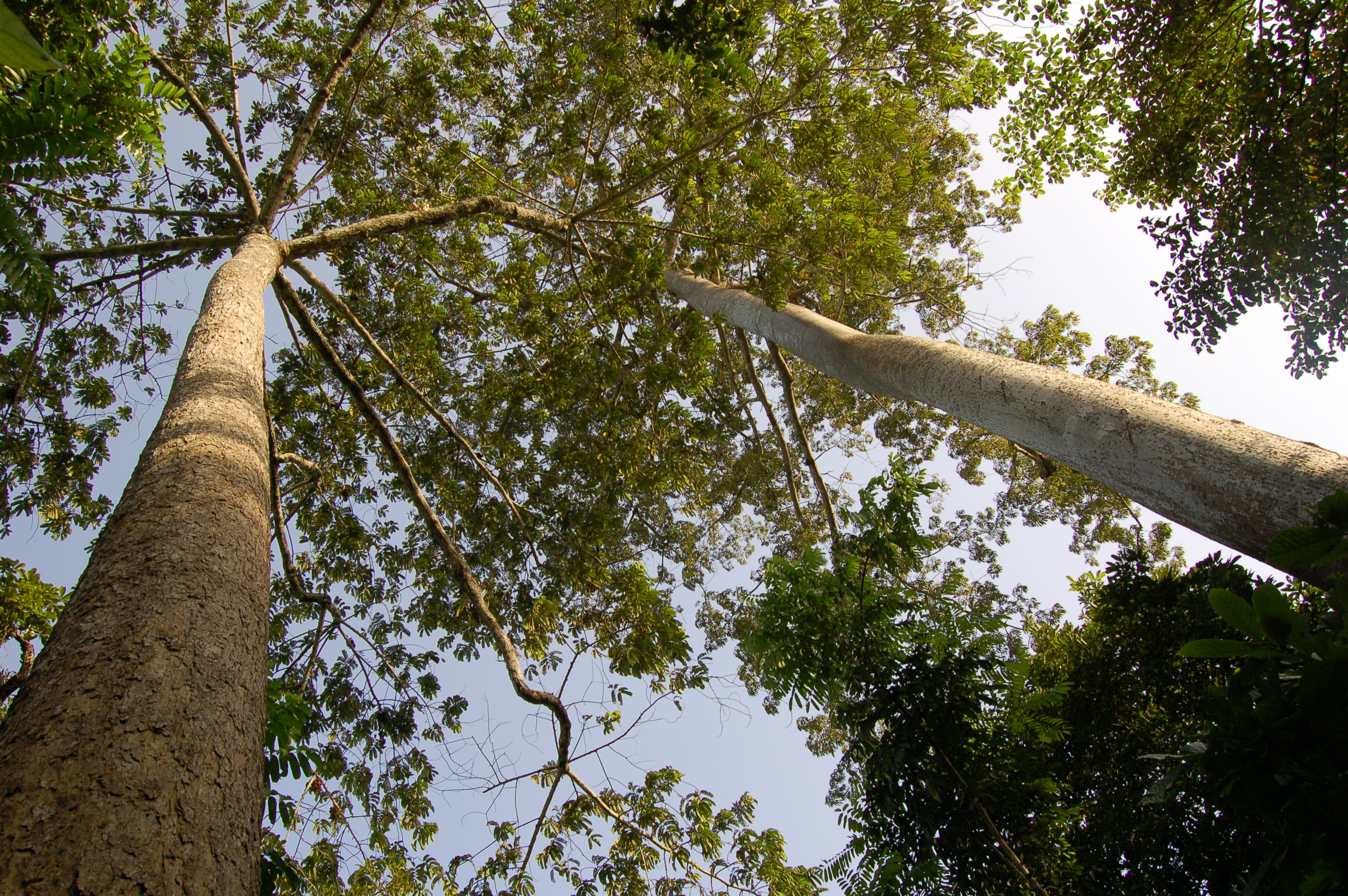 Building Partnerships to Reduce Forest Conflict in Asia