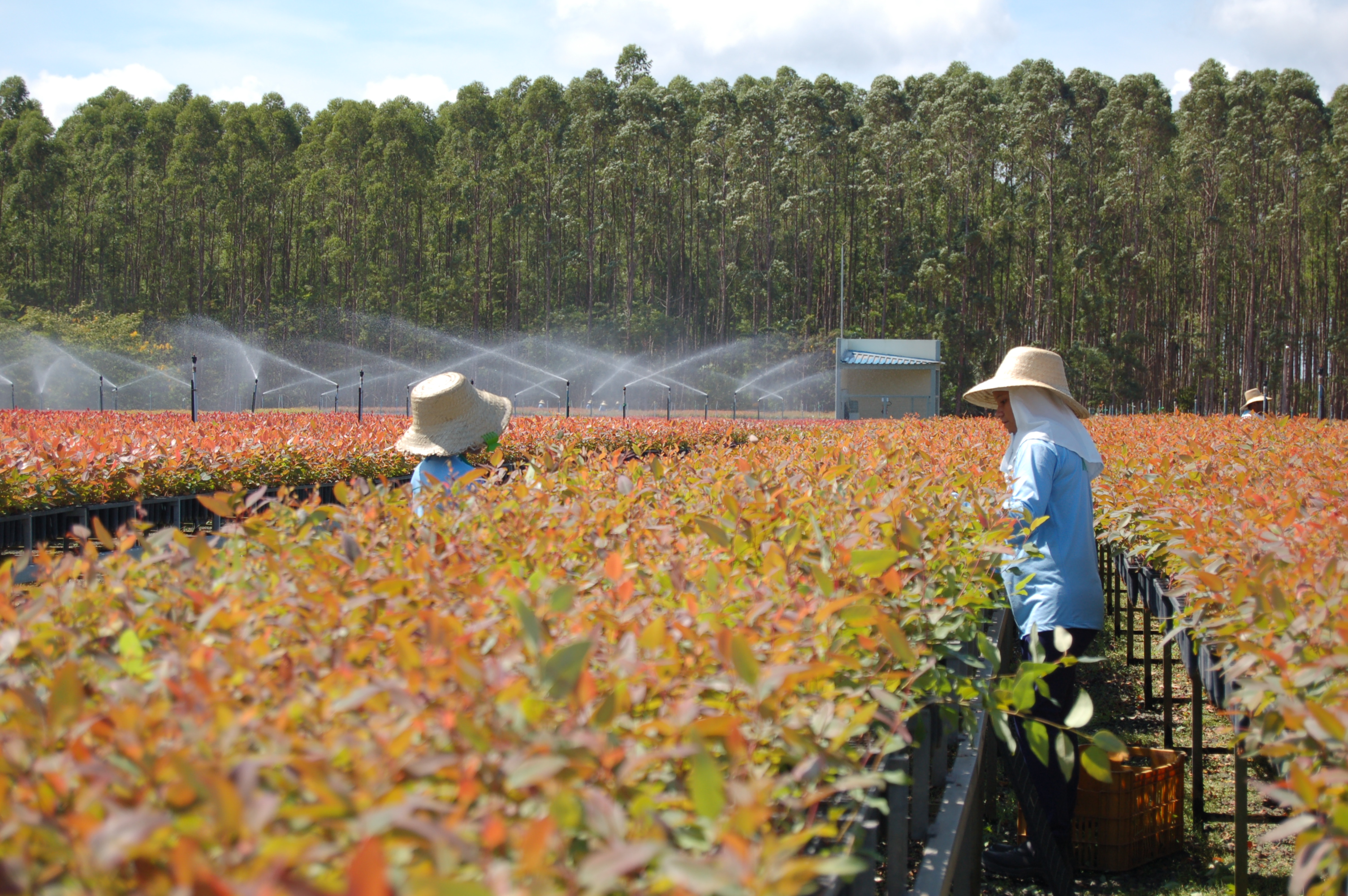 Field Dialogue on REDD Readiness in Brazil