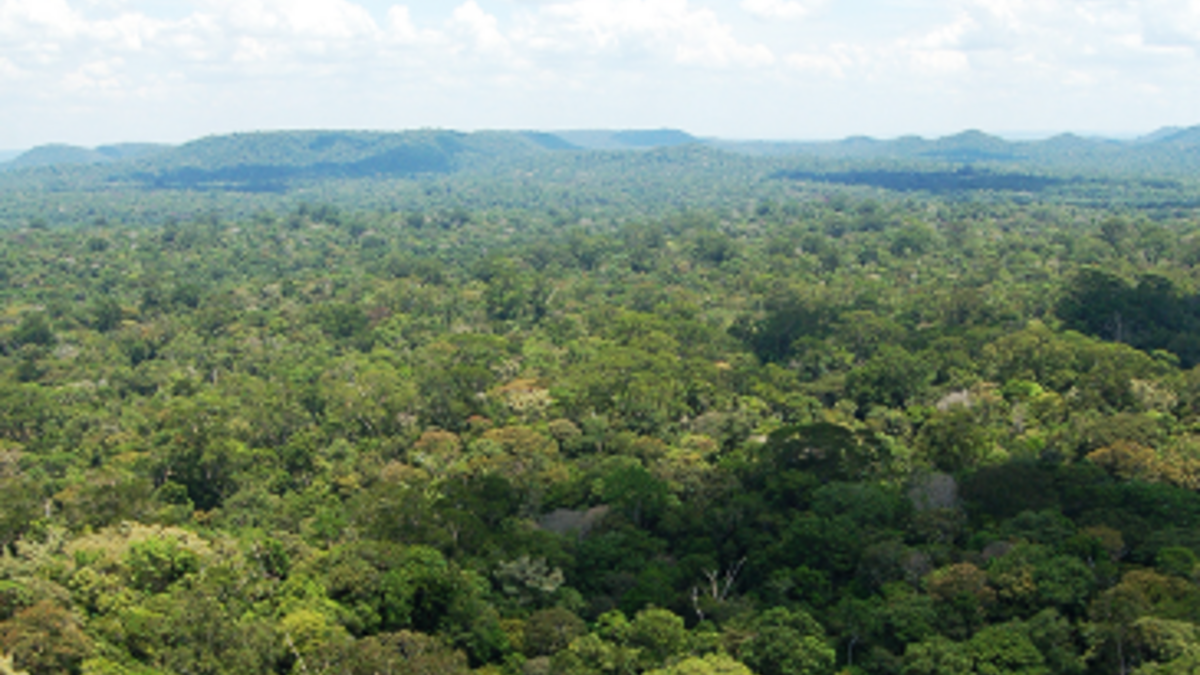 Initiative on Forests and Biodiversity Conservation | The Forests Dialogue