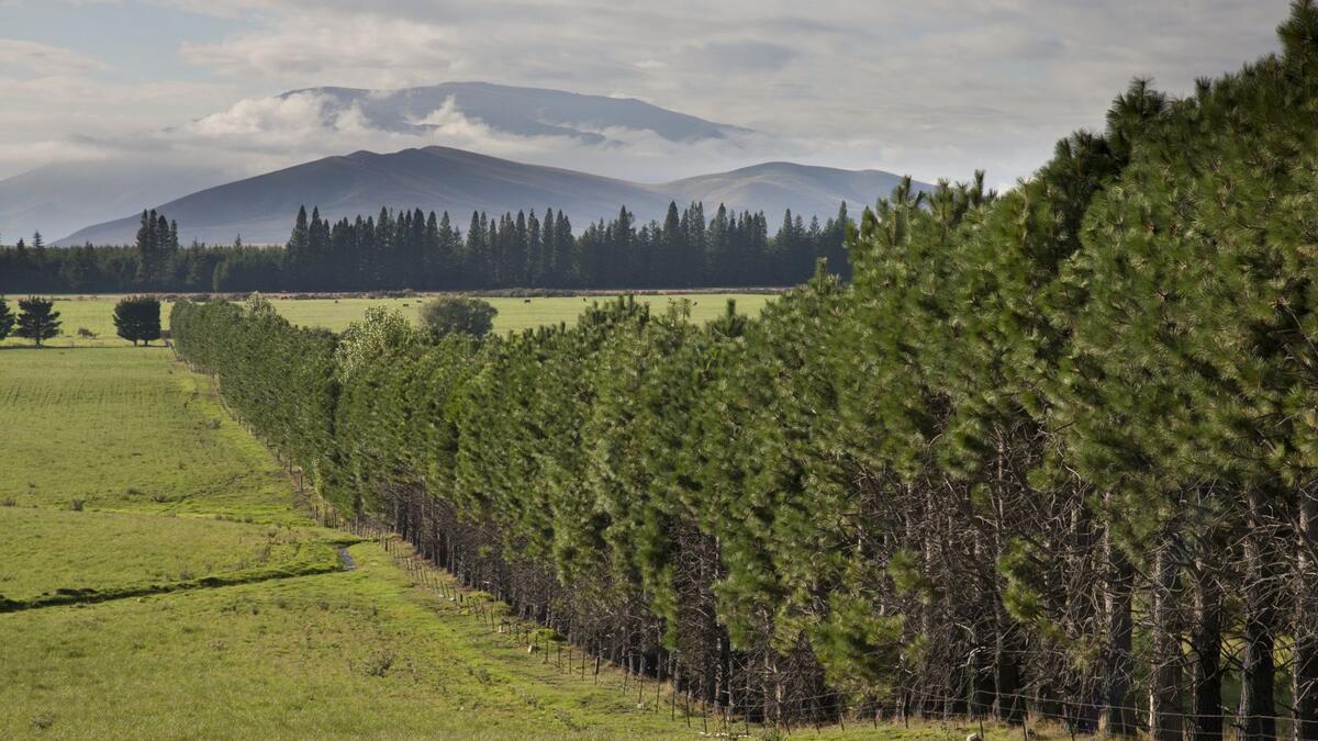 Field Dialogue on Tree Plantations in the Landscape in New Zealand